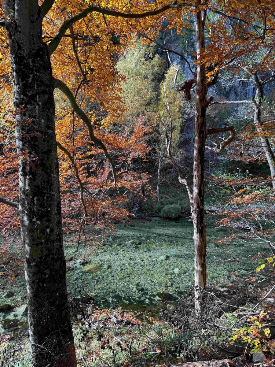 Das-erste-Teilst-ck-des-neuen-Flusswanderwegs-im-H-llental-von-Kaiserbrunn-zum-Weichtalhaus-ist-ein-entspannender-Naturpfad