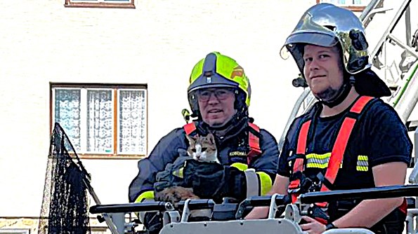 Katze flüchtete vor Nachbarkater auf Baum – zwei Feuerwehren brachten den Zimmertiger in Sicherheit